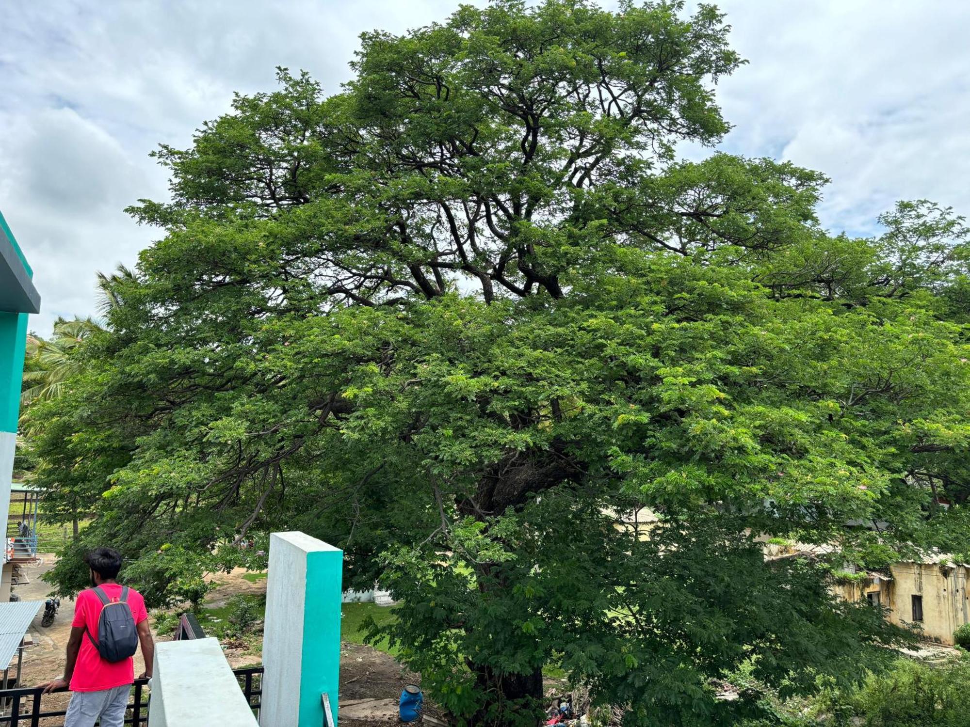 Cocogreen Hampi Bagian luar foto